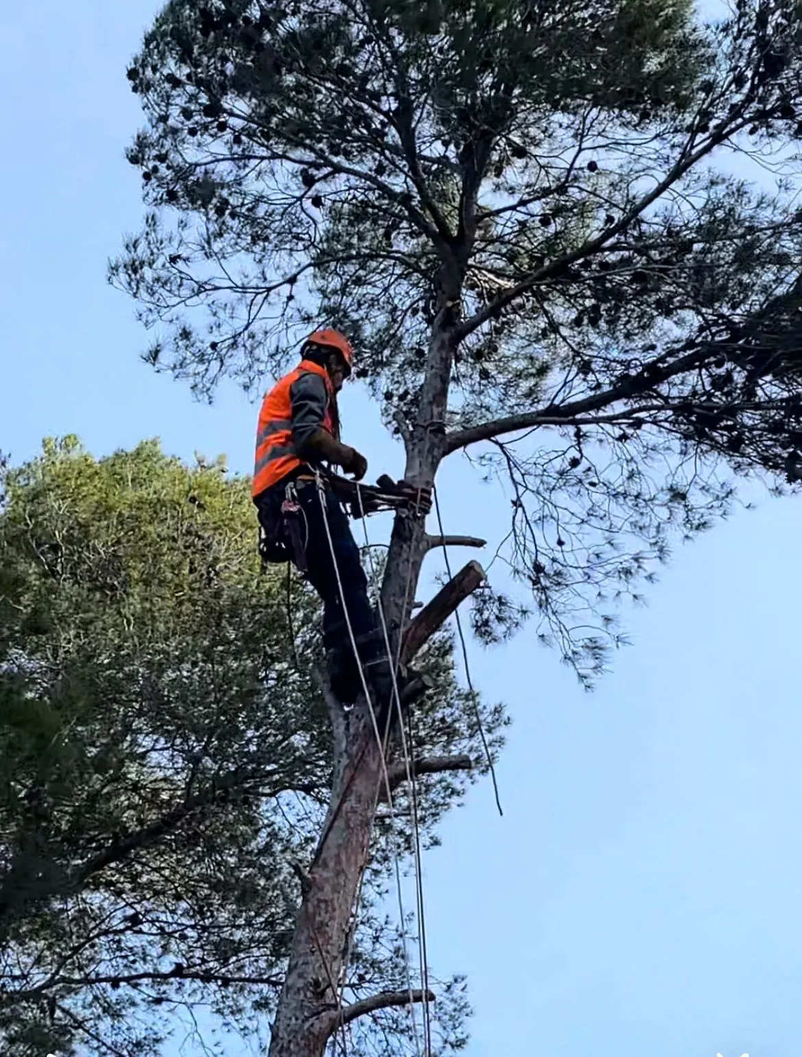 Poda en alçada d'un arbre gran amb tècniques d'accés vertical