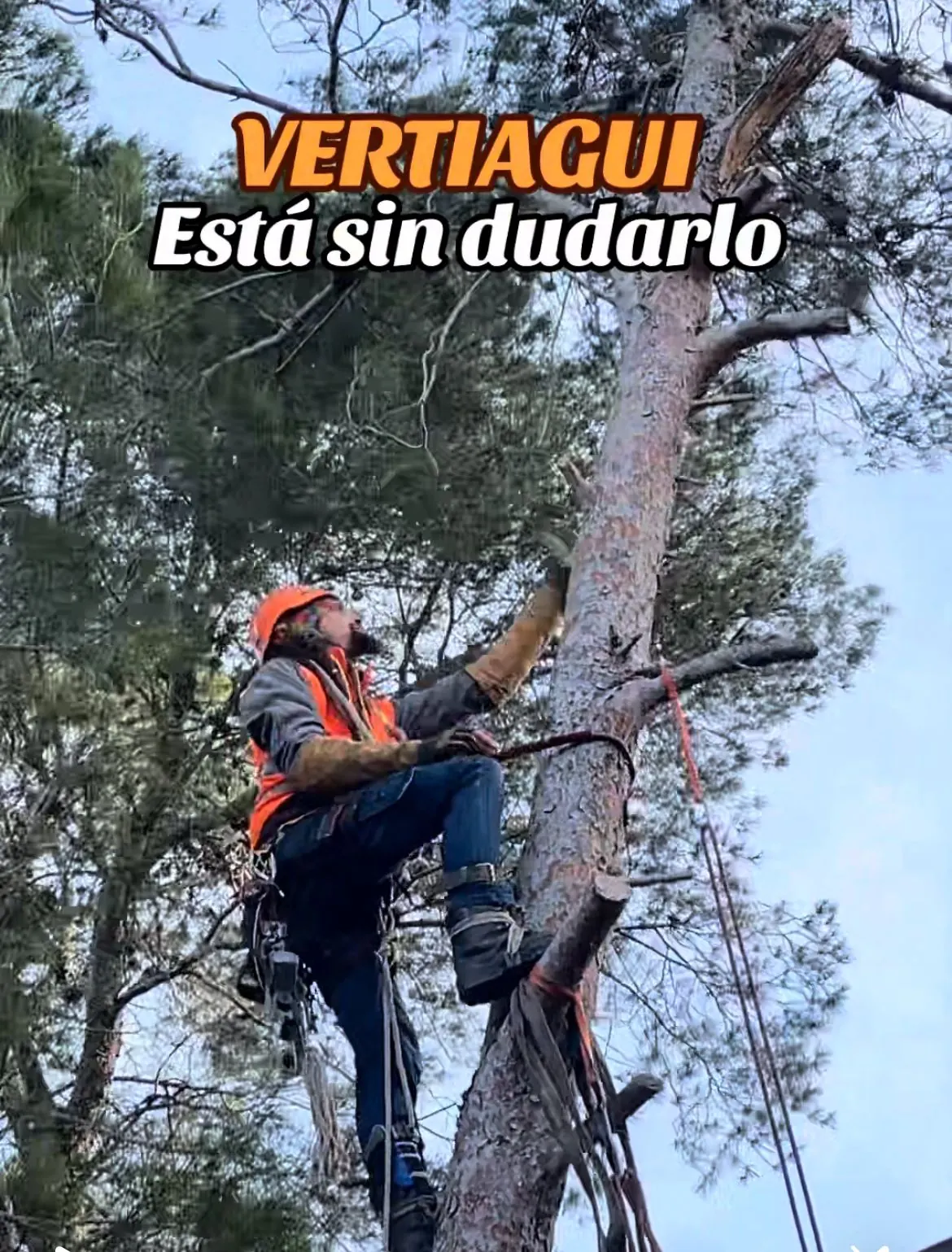 Treball de poda en un arbre sobredimensionat